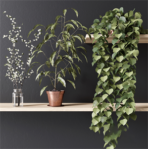 PLANT_002